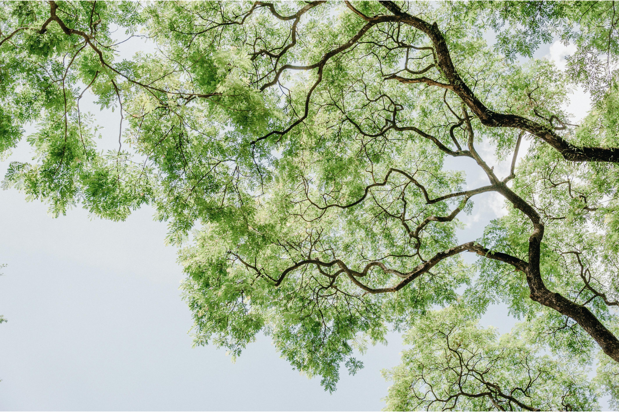 Growth with Emmaline Foundation